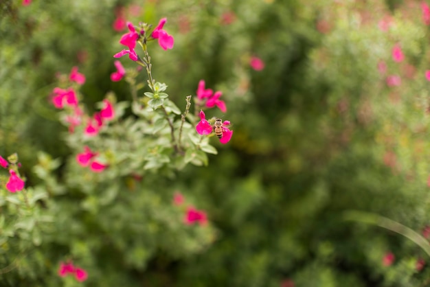 Petites fleurs sur un buisson dans le jardin