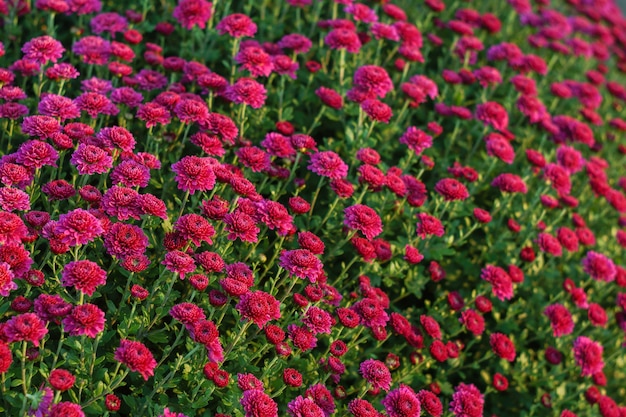 Petites fleurs de chrysanthèmes violets. arrière-plan, gros plan