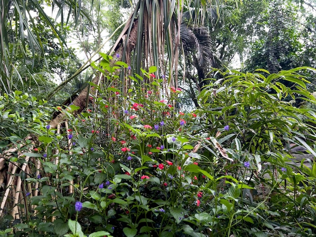 Les petites fleurs colorées dans un grand jardin en serre