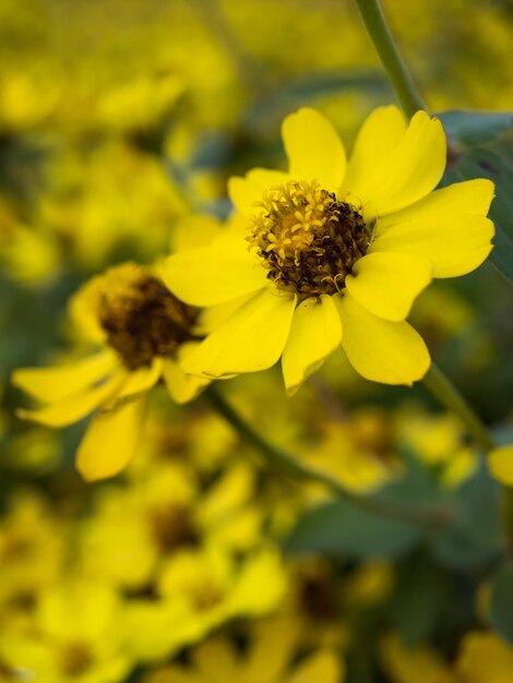 Petites fleurs dans le jardin