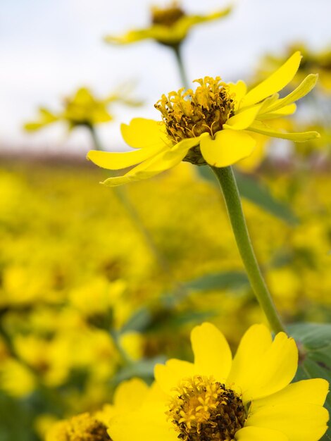 Petites fleurs dans le jardin