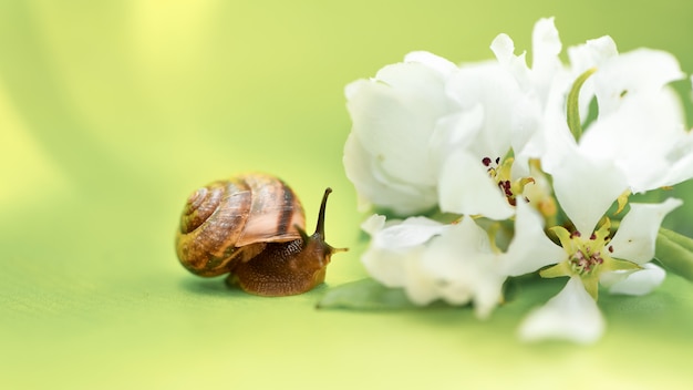 Petites fleurs d'escargot et de pomme blanche. Temps de printemps et concept de période de floraison