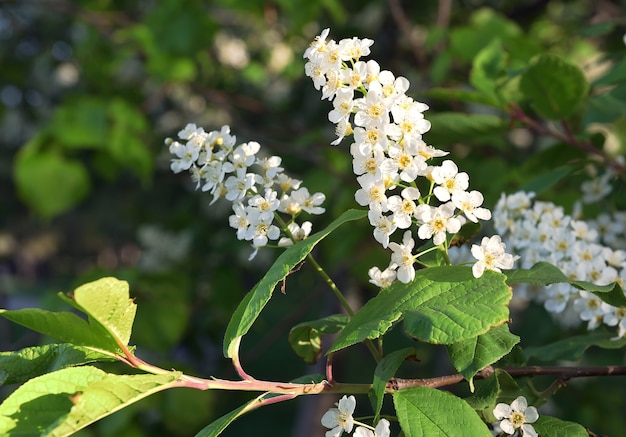 Petites fleurs gros plan sur une branche d'arbre avec des feuilles vertes au printemps nature de la Sibérie