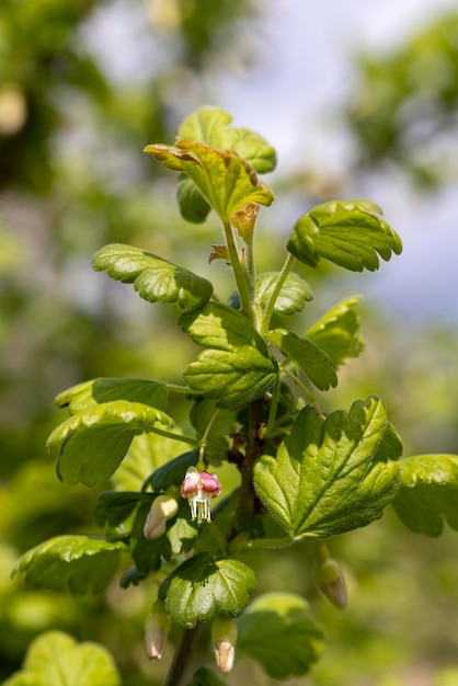 Petites fleurs de groseille au printemps