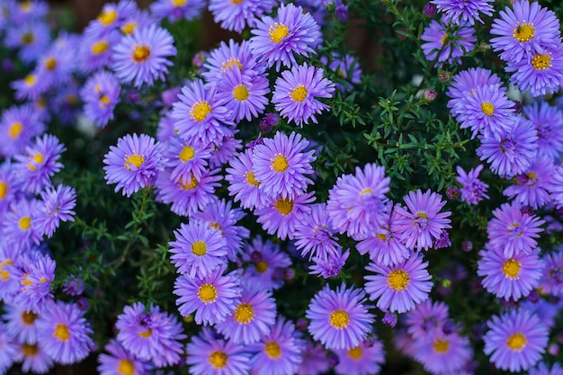 Petites fleurs de jardin violet Astra. Groupe d'asters alpins Aster Alpinus. Photo en gros plan. Plein cadre. Contexte