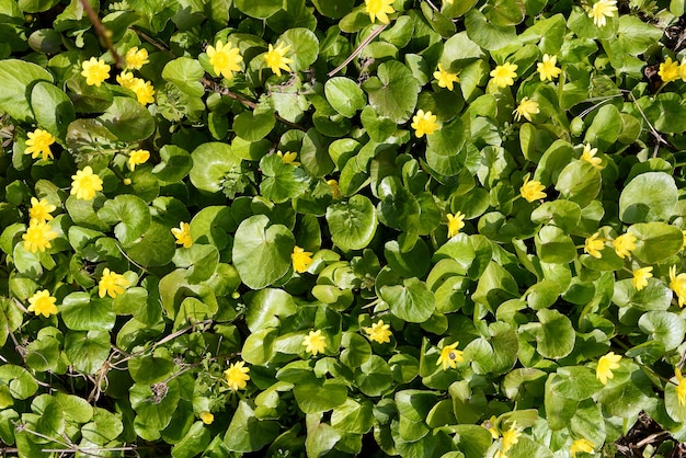 Petites fleurs jaunes dans l'herbe dans la vue de dessus de prairie