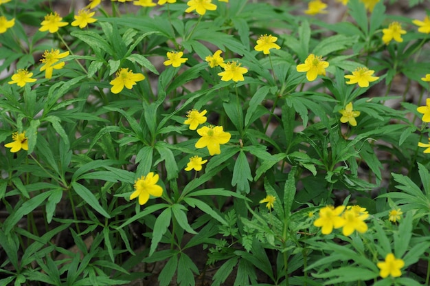 Petites fleurs jaunes de la forêt de la région de Moscou Russie