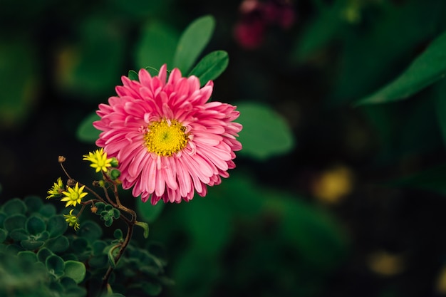 Petites fleurs jaunes en forme d&#39;étoiles