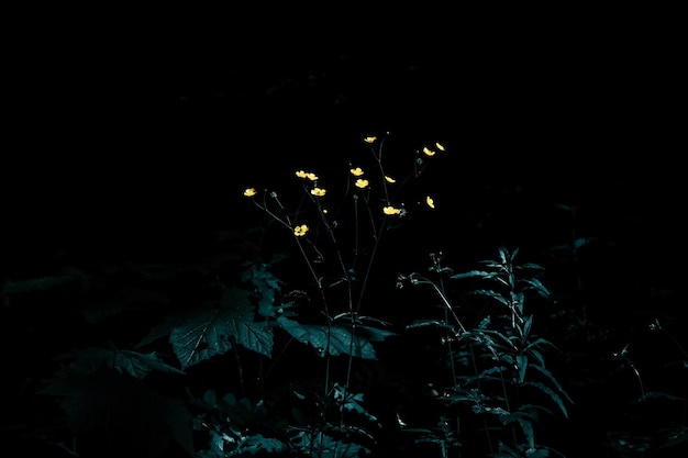 Petites fleurs jaunes mystiques au soleil sur fond sombre dans la forêt.