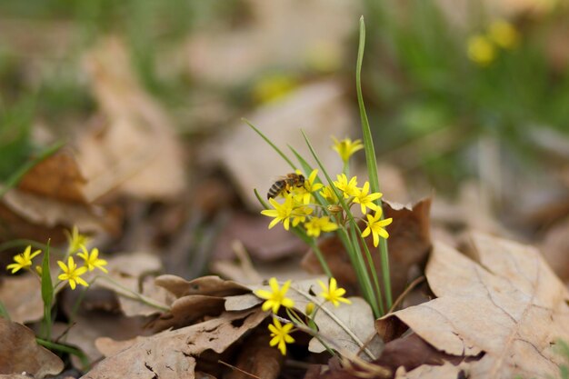 De petites fleurs jaunes poussent dans un pré. Fond de printemps avec de petites fleurs épanouies jaunes. notion de printemps