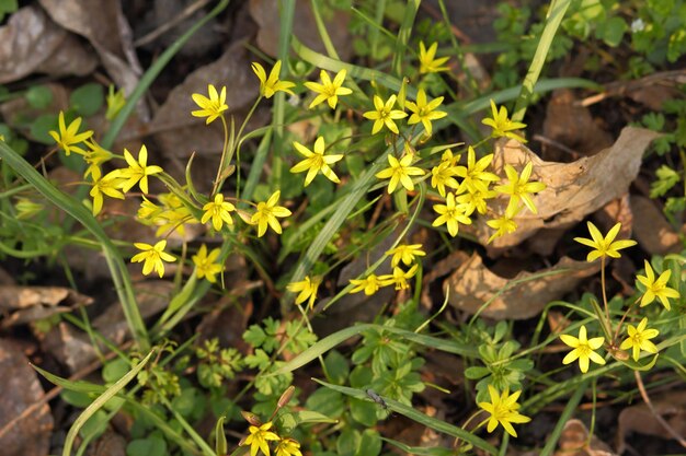 De petites fleurs jaunes poussent dans un pré. Fond de printemps avec de petites fleurs épanouies jaunes. notion de printemps