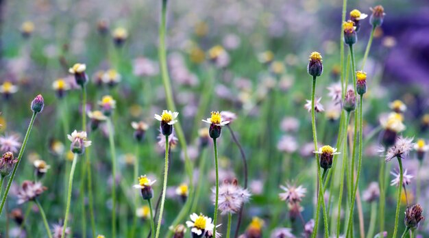 Petites fleurs jaunes sur le pré en mise au point peu profonde