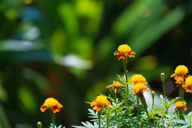 Petites fleurs jaunes sur scène verte.