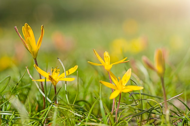 petites fleurs jaunes sur le terrain