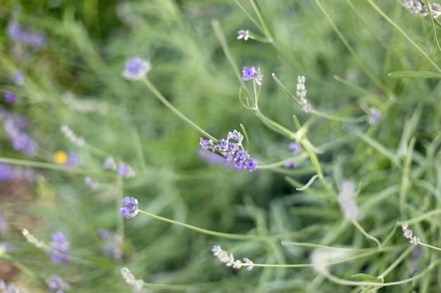 Petites fleurs de lavande sur fond d'herbe verte floue