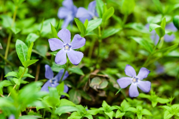 Petites fleurs lilas macro sur fond vert