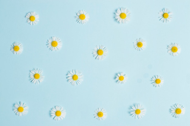 Petites fleurs de Marguerite sur papier couleur