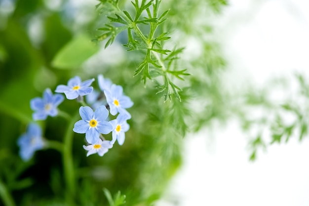 Petites fleurs myosotis myosotis sylvatica sur feuilles vertes surface floue