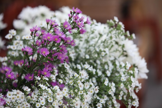 petites fleurs en pleine floraison