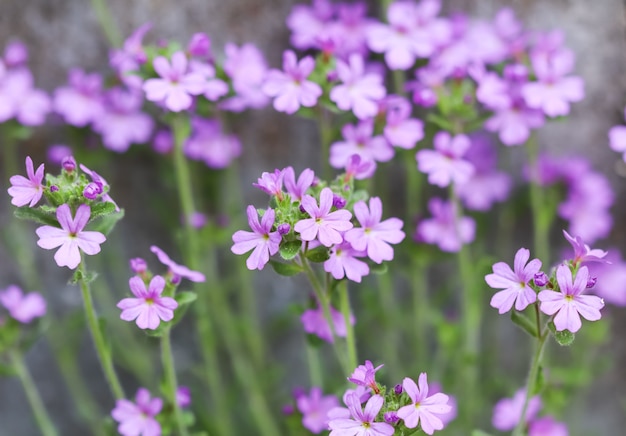 Petites fleurs pourpres d'erinus alpinus près du fond floral de mur en pierre