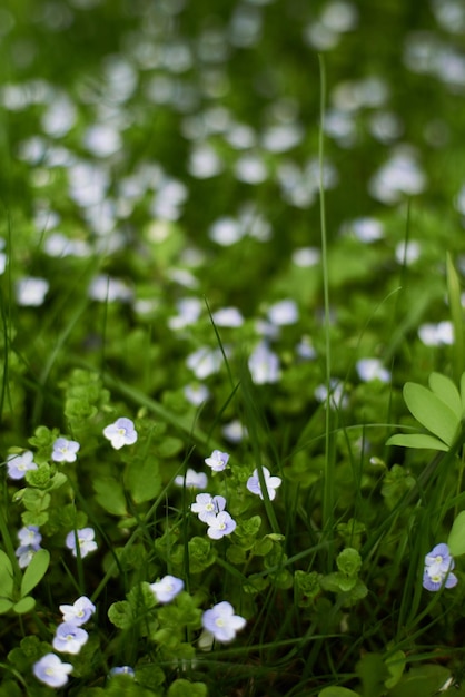 Petites fleurs de prairie dans les hautes herbes au printemps Mise au point sélective Photo de haute qualité