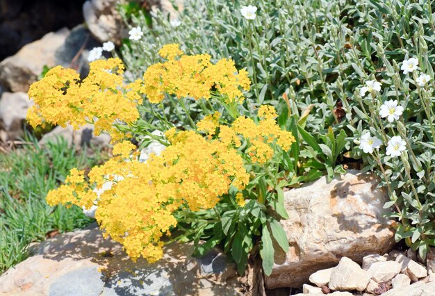 Petites fleurs printanières jaunes et blanches entre les pierres (gros plan).