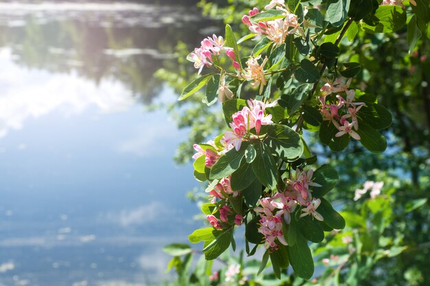 Petites fleurs rose pâle et boutons sur les arbustes au bord de la rivière