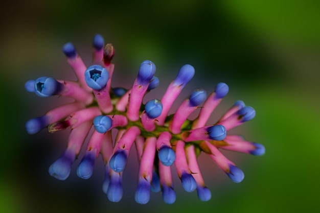 Petites fleurs roses et bleues