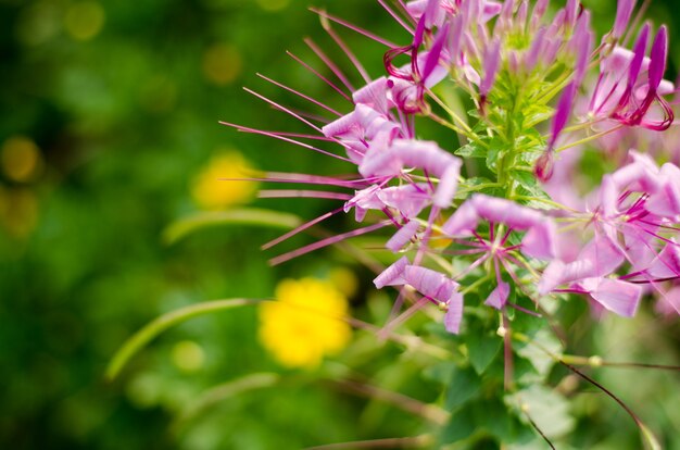 Petites fleurs roses dans le parc