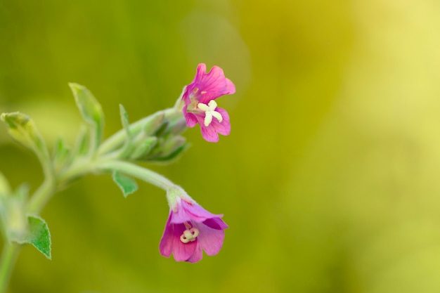 petites fleurs roses sur fond vert