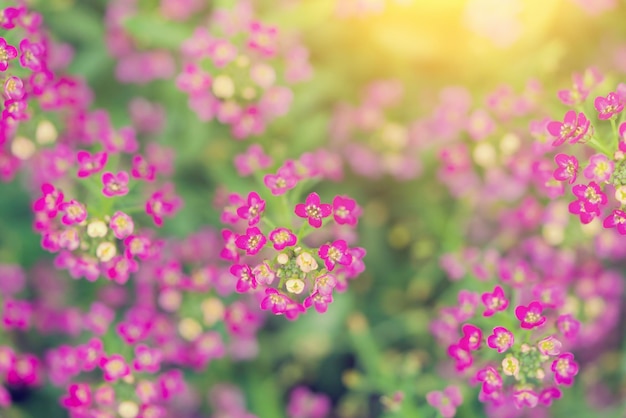 Petites fleurs roses intéressantes dans le vert au lever du soleil Gros plan de texture