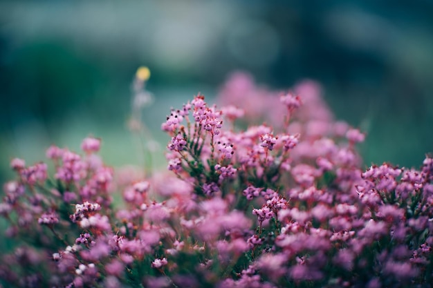 petites fleurs roses