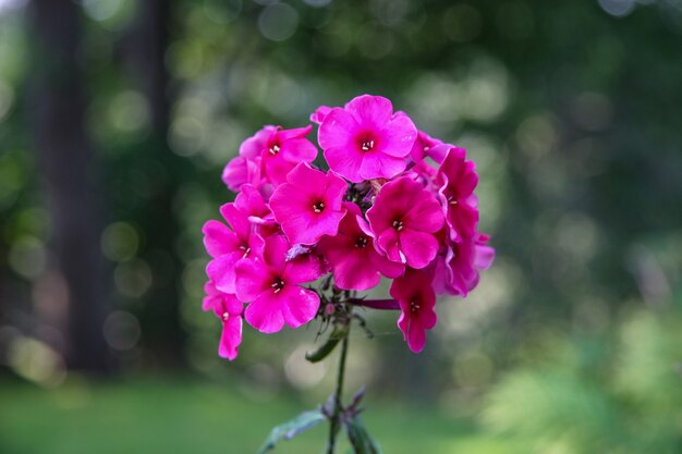 Petites fleurs rouges combinées sur une tige avec un fond vert flou. Couleurs fuchsia. Mise au point sélective.