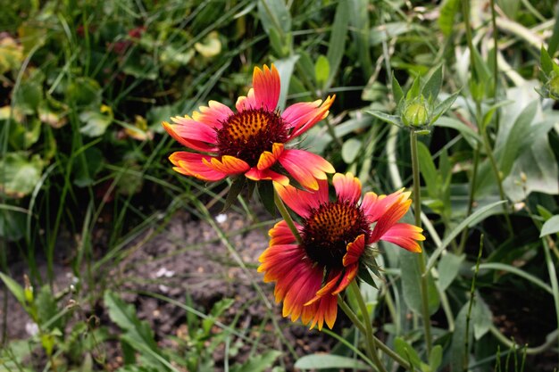 Petites fleurs rouges parmi les feuilles vertes libre