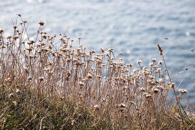 Petites fleurs sauvages au bord de la mer