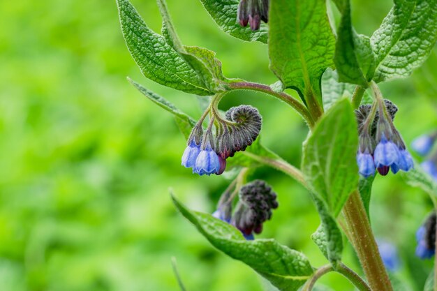 petites fleurs sauvages au printemps