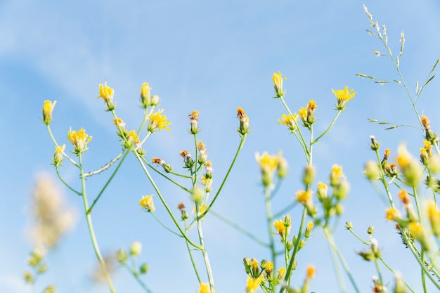 Petites fleurs sauvages jaunes contre un ciel bleu clair lors d'une journée d'été ensoleillée. Vue de dessous.