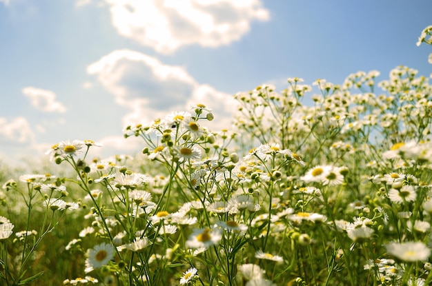 Petites fleurs sauvages de marguerite blanche