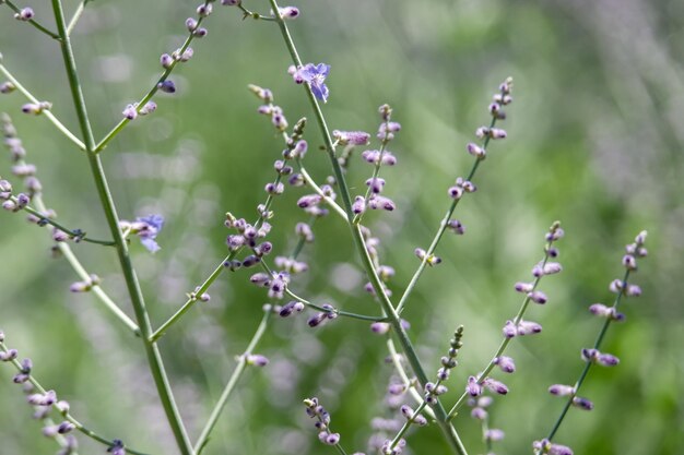 Petites fleurs sauvages violettes dans le jardin botanique de la ville