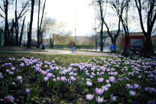 petites fleurs sauvages