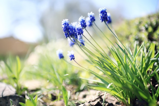 petites fleurs sauvages