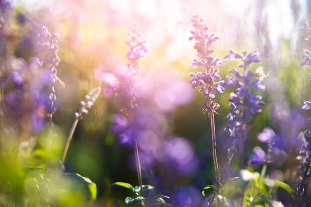 Les petites fleurs violettes du matin