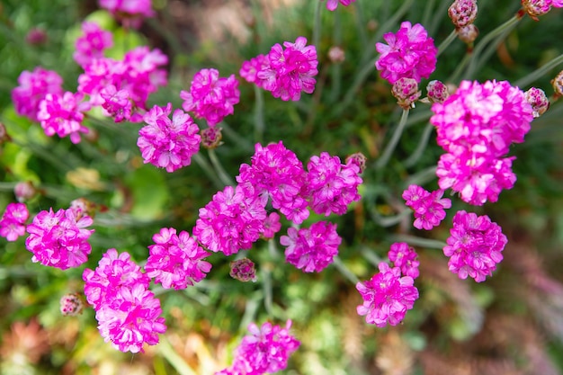 Petites fleurs violettes avec des feuilles vertes bannière de printemps internet fond floral de printemps parterre de fleurs de printemps fleurs lilas lumineuses