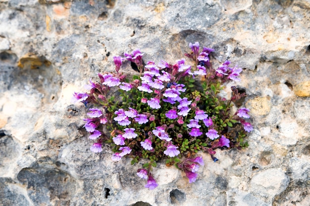 De Petites Fleurs Violettes Poussent Dans La Fissure Du Rocher. Fond De Concept Nature