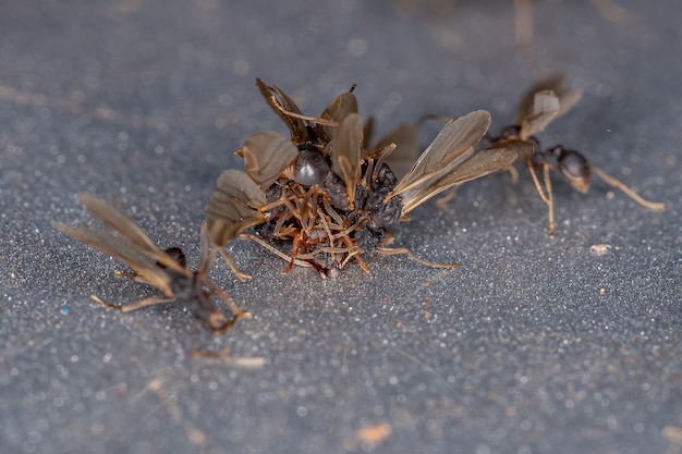 Petites fourmis adultes à croissance fongique du genre Cyphomyrmex couplage