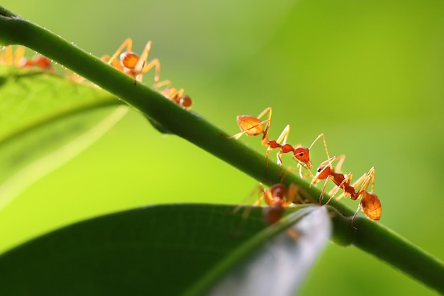 Petites fourmis grimpant sur les branches.