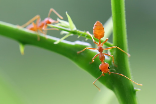 Petites fourmis (Oecophylla smaragdina) grimpant sur les branches.