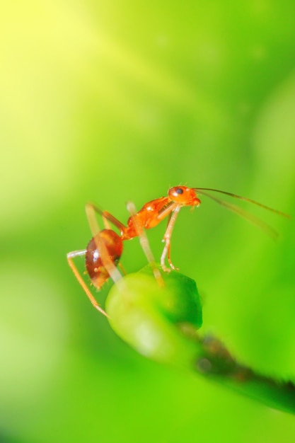 Petites Fourmis Rouges Sur Pétales De Fleurs Et Tiges Vertes Avec Arrière-plan Flou Le Matin