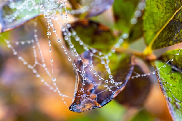 de petites gouttes d'eau délicates sur une toile d'araignée en gros plan par une journée brumeuse