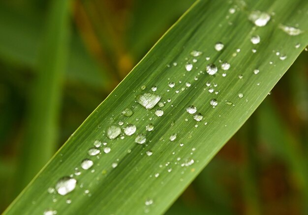 Petites gouttes d'eau sur une feuille verte après la pluie